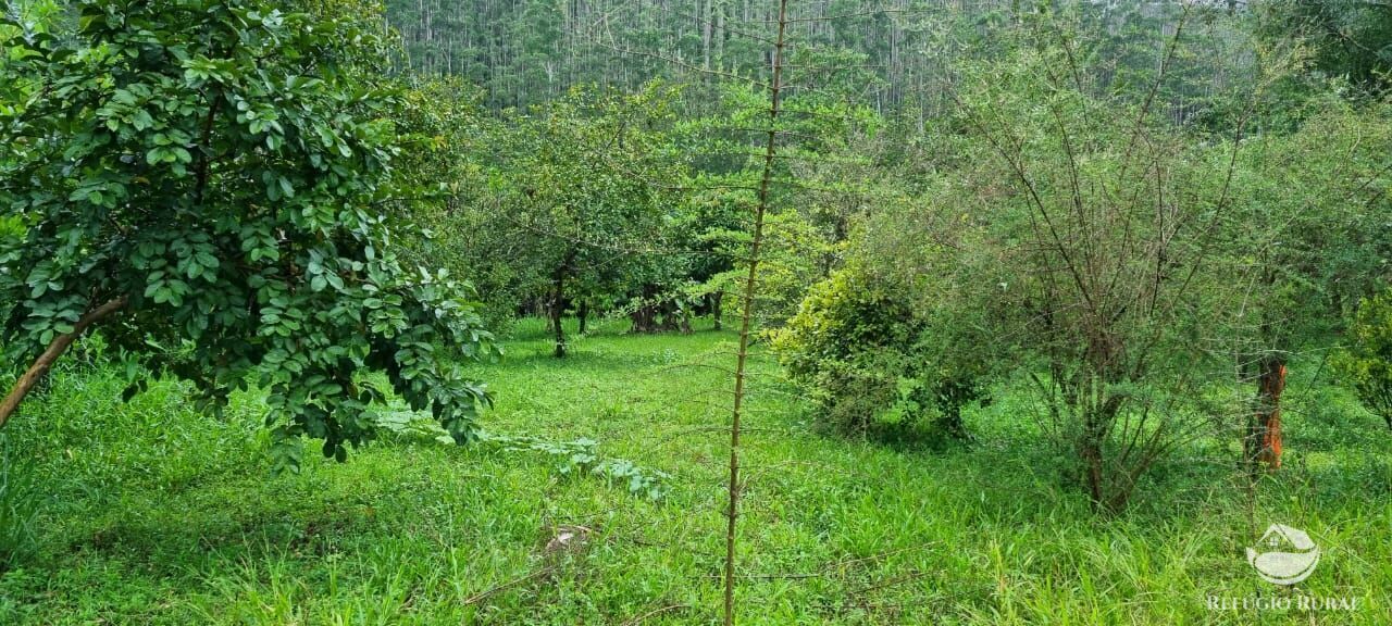 Fazenda à venda com 3 quartos, 40000m² - Foto 40