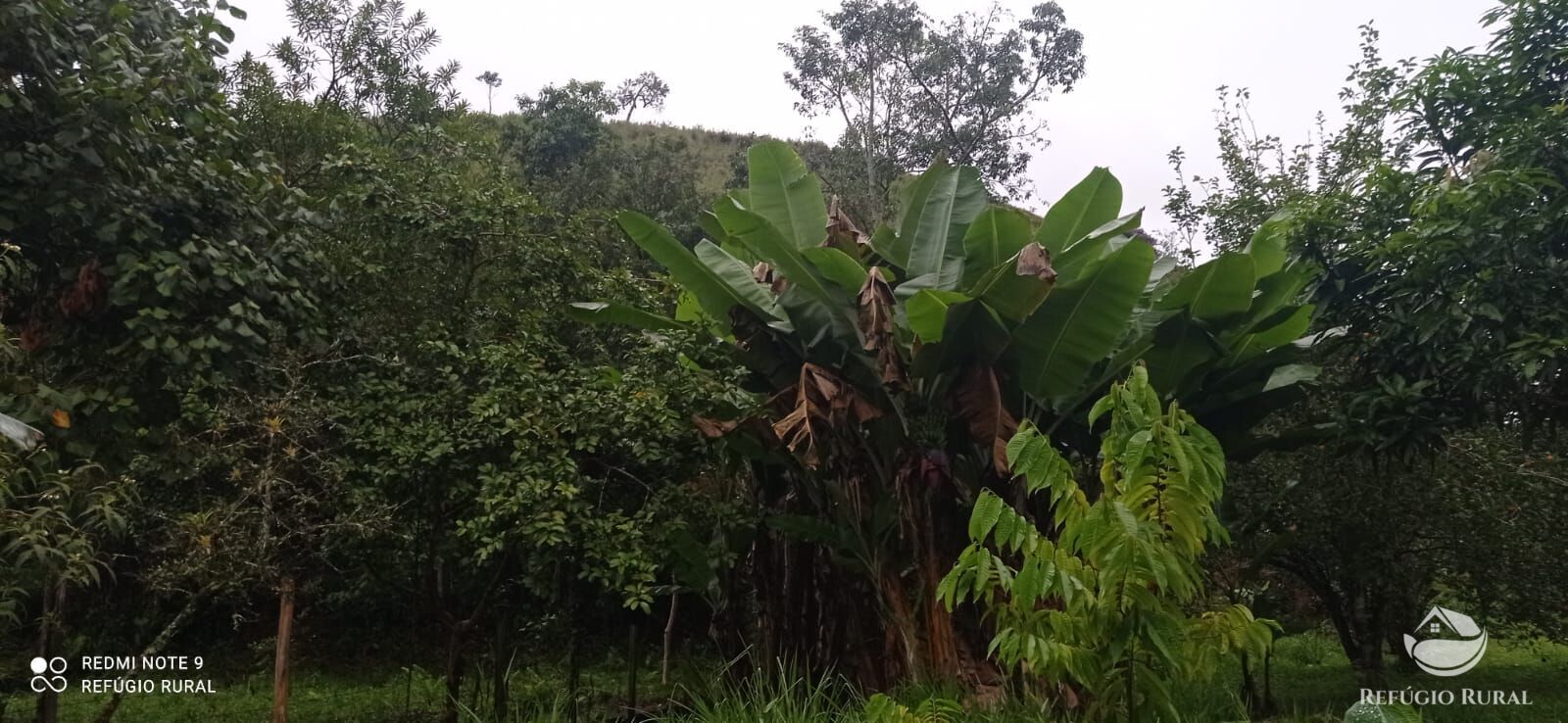 Fazenda à venda com 3 quartos, 40000m² - Foto 11