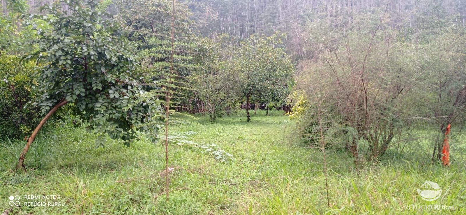 Fazenda à venda com 3 quartos, 40000m² - Foto 2