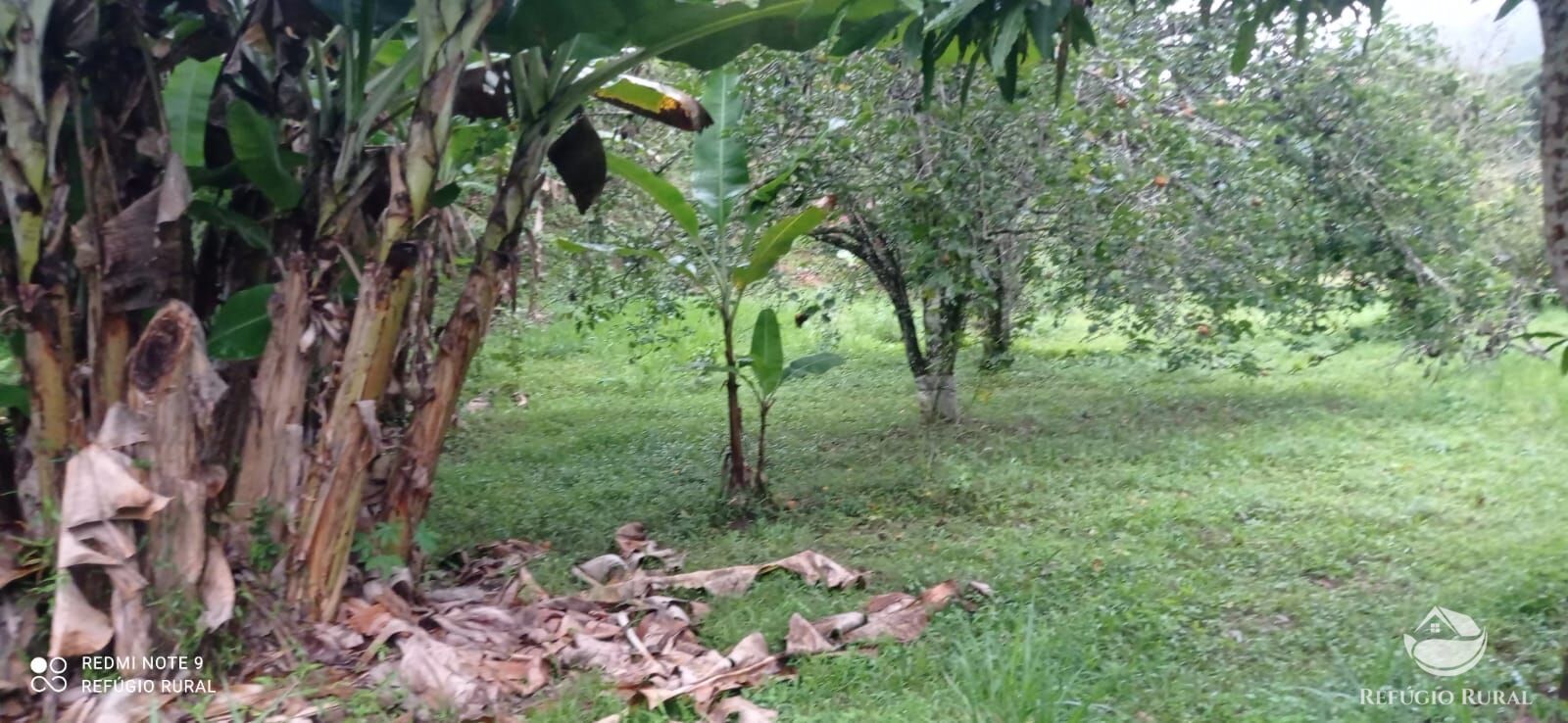 Fazenda à venda com 3 quartos, 40000m² - Foto 13