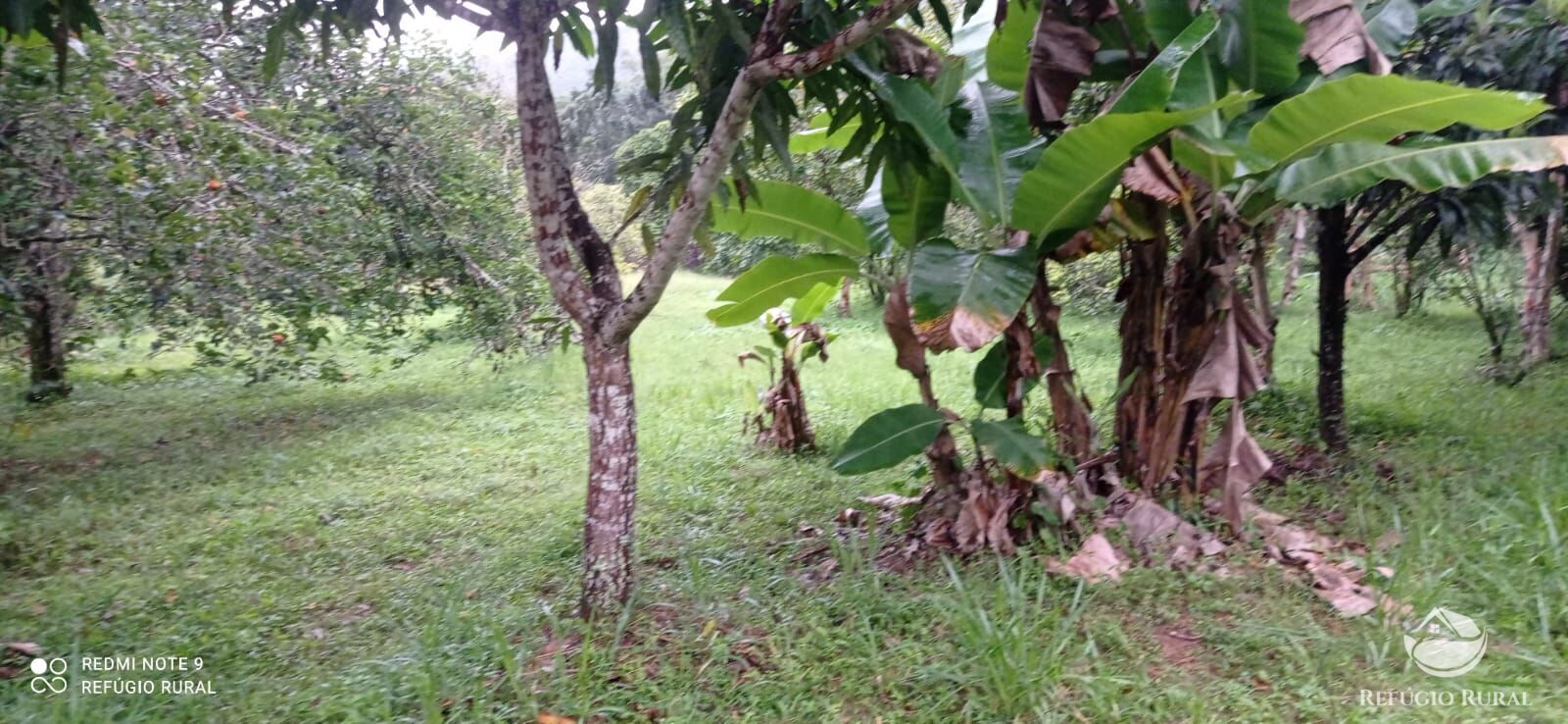 Fazenda à venda com 3 quartos, 40000m² - Foto 14