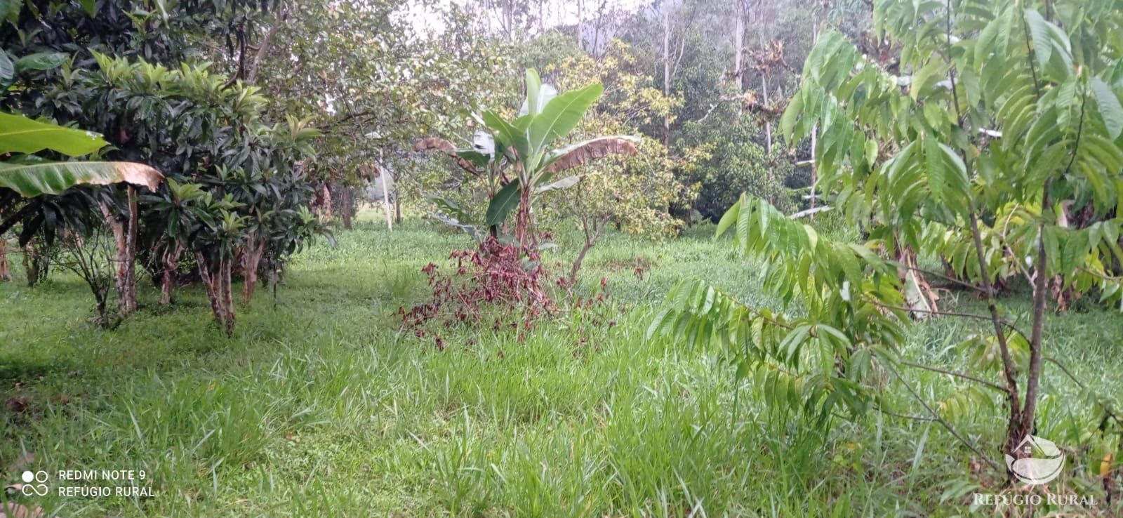 Fazenda à venda com 3 quartos, 40000m² - Foto 9