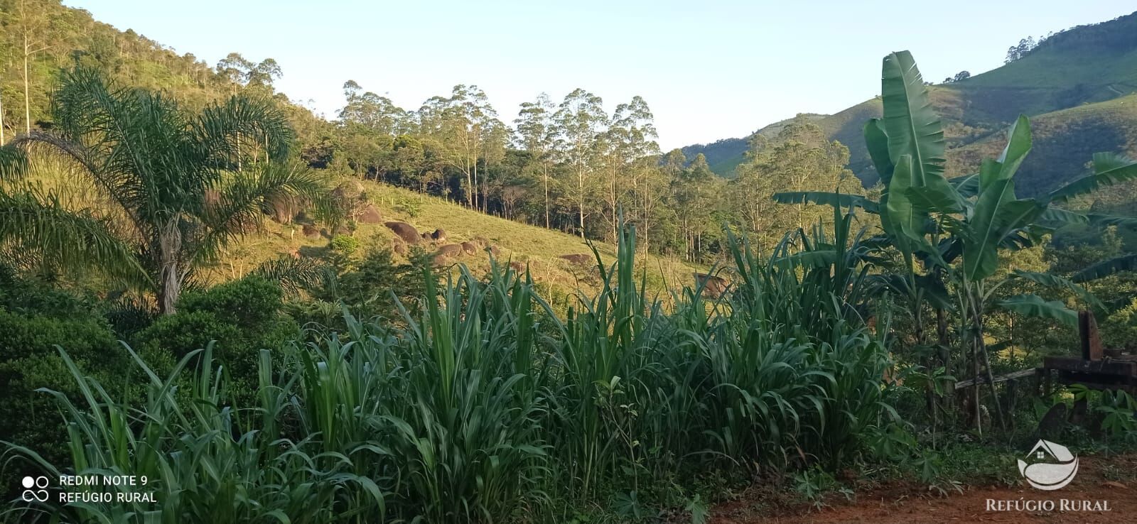 Fazenda à venda com 1 quarto, 11000m² - Foto 3