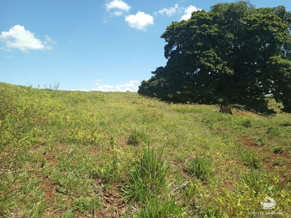 Fazenda, 96 hectares - Foto 7