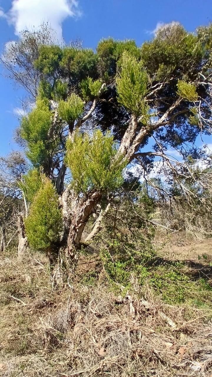 Terreno à venda, 11000m² - Foto 5