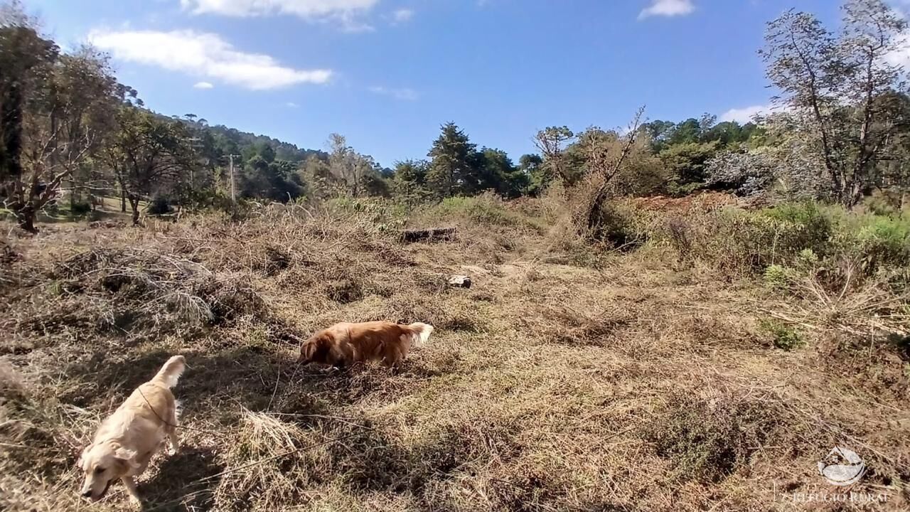 Terreno à venda, 11000m² - Foto 11