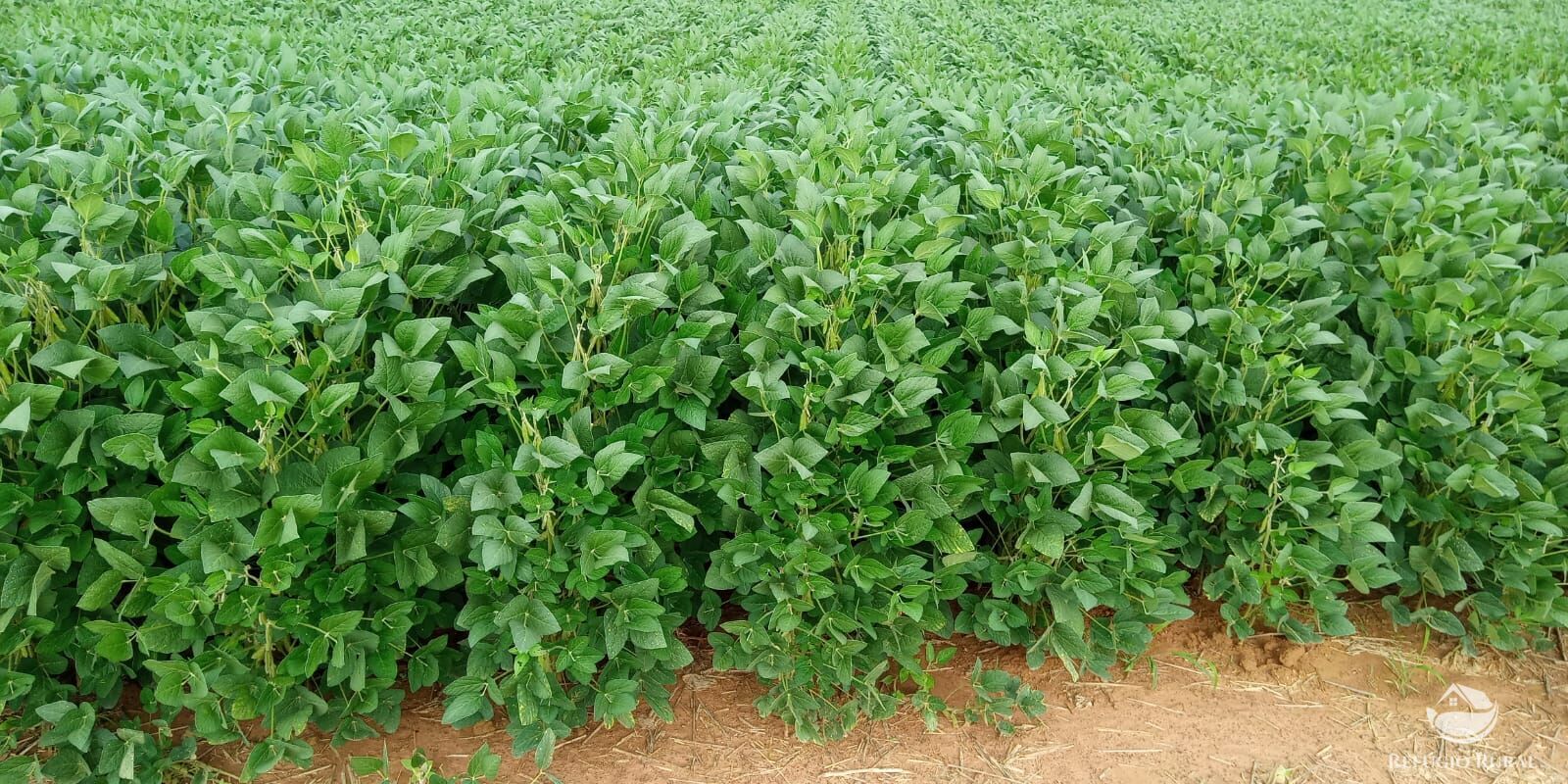 Fazenda à venda com 2 quartos, 10900000m² - Foto 14