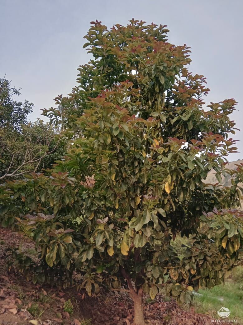 Fazenda à venda com 3 quartos, 30000m² - Foto 44