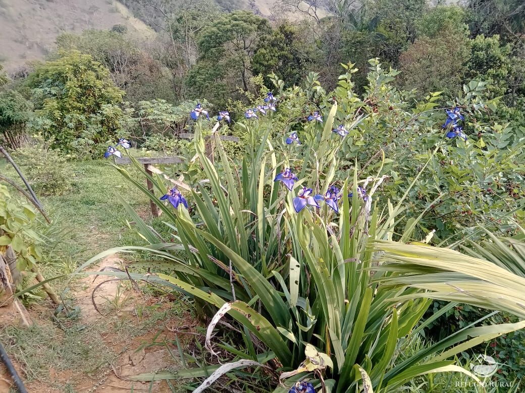 Fazenda à venda com 3 quartos, 30000m² - Foto 46