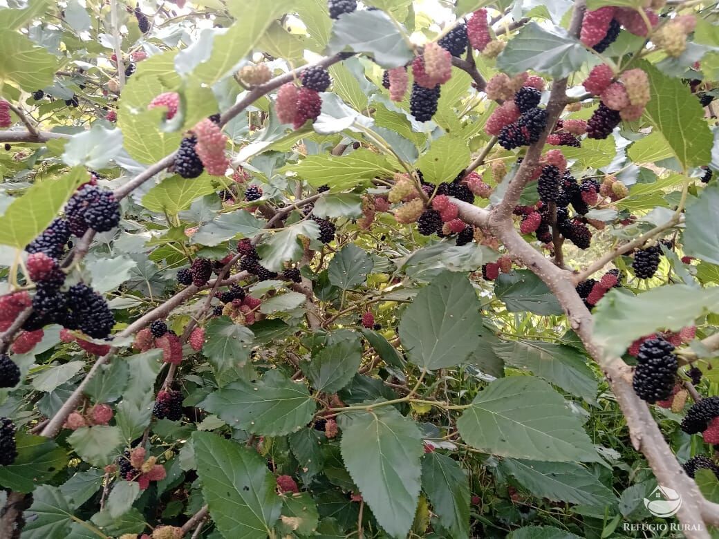 Fazenda à venda com 3 quartos, 30000m² - Foto 14