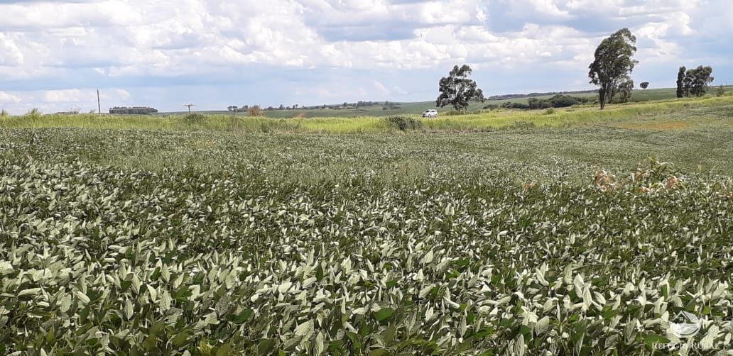 Fazenda à venda com 2 quartos, 314600m² - Foto 3