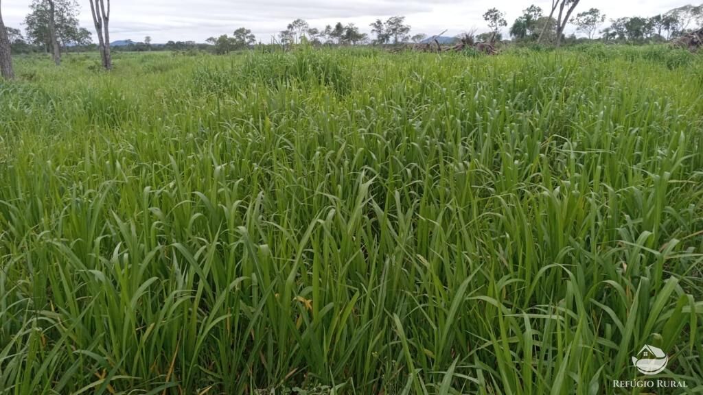 Fazenda à venda com 5 quartos, 36000000m² - Foto 8