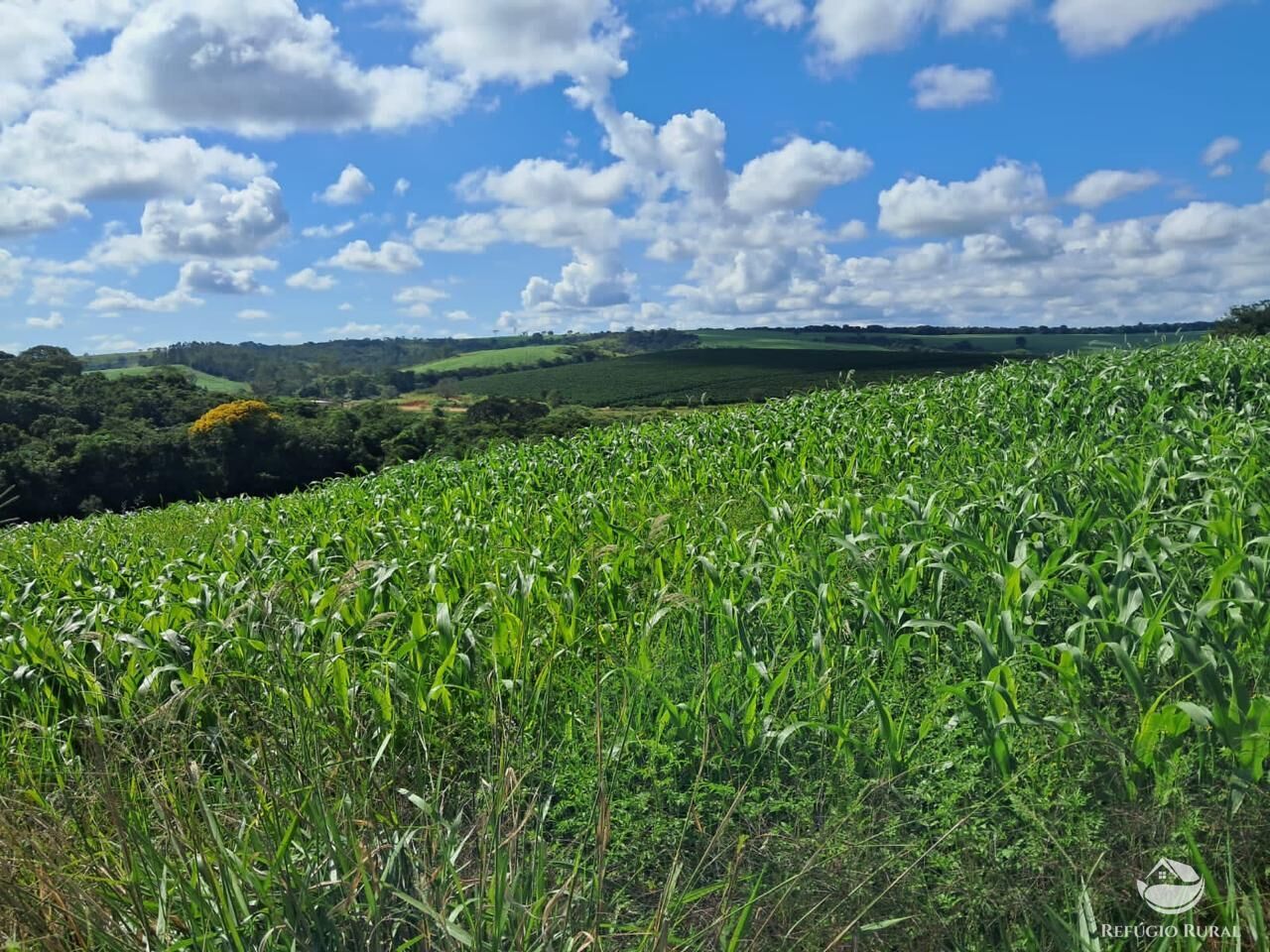 Fazenda, 700 hectares - Foto 2