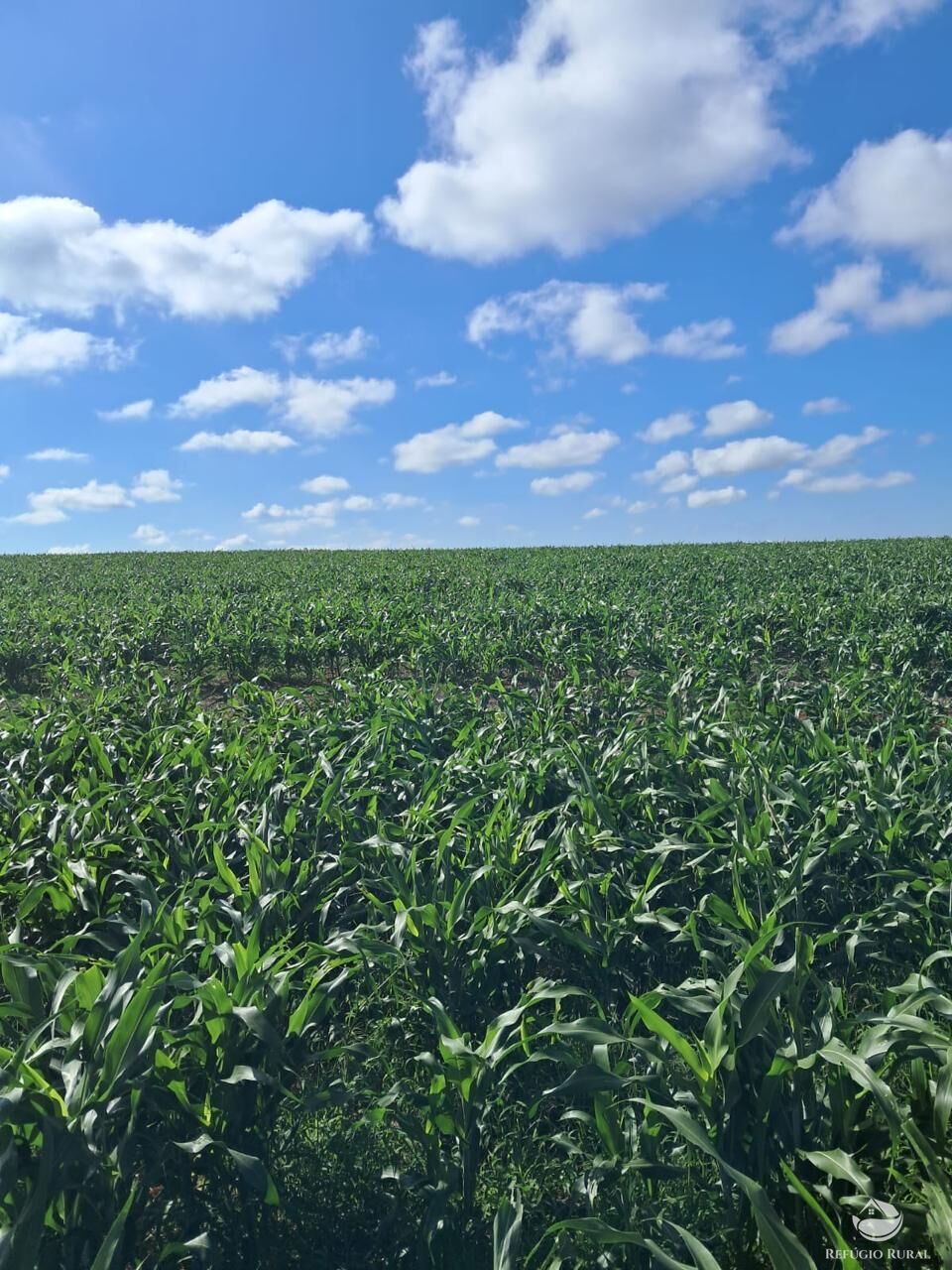 Fazenda, 700 hectares - Foto 8