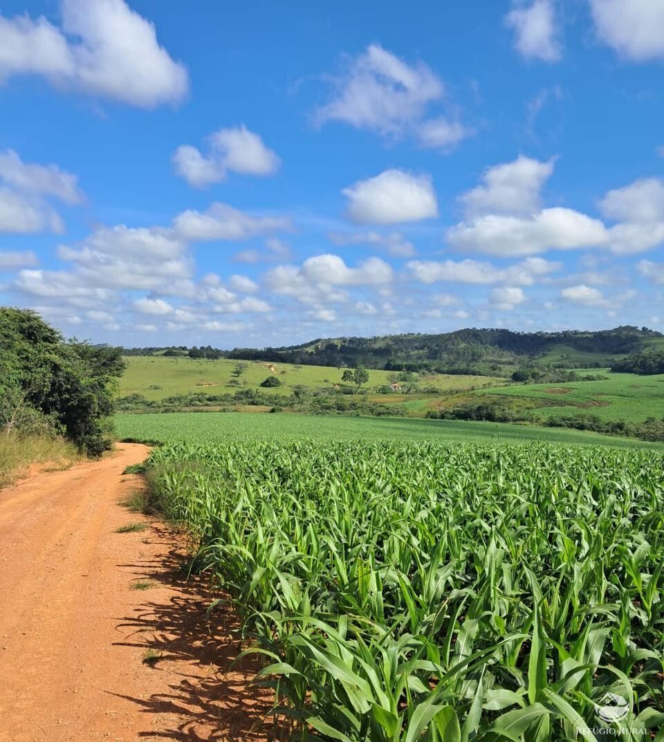 Fazenda, 700 hectares - Foto 4