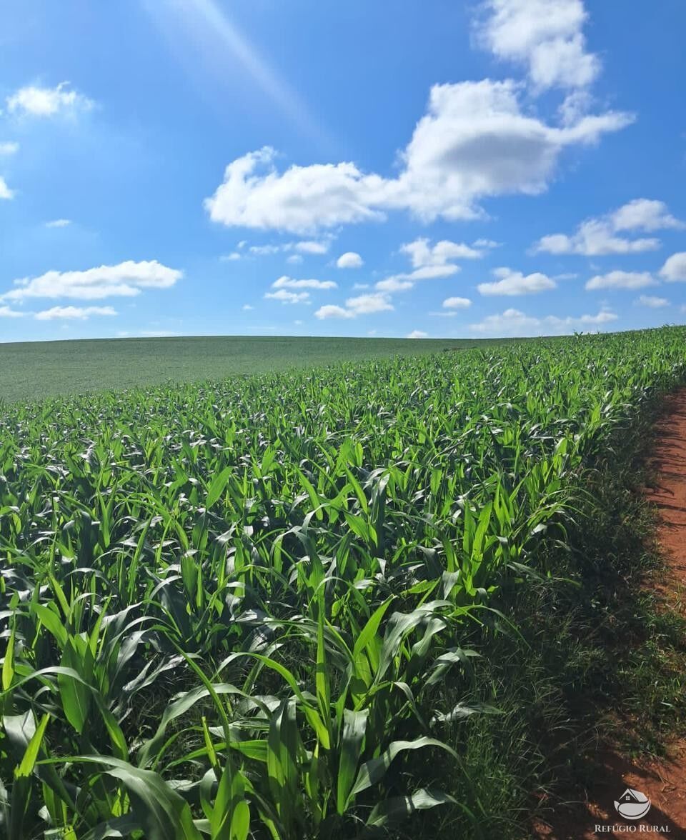 Fazenda, 700 hectares - Foto 5