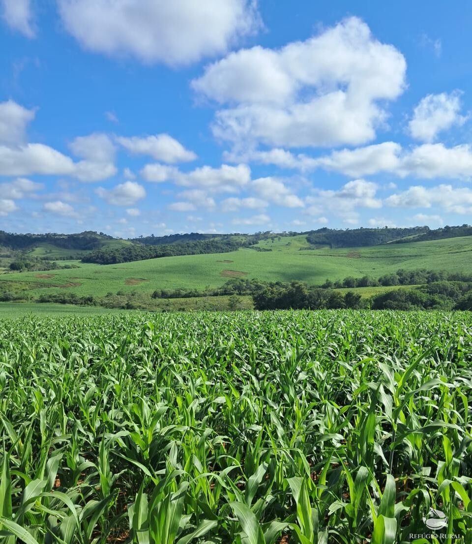 Fazenda, 700 hectares - Foto 3
