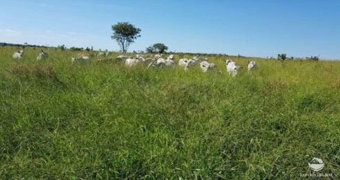 Fazenda à venda com 3 quartos, 31500000m² - Foto 2