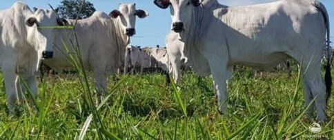 Fazenda à venda com 3 quartos, 31500000m² - Foto 8