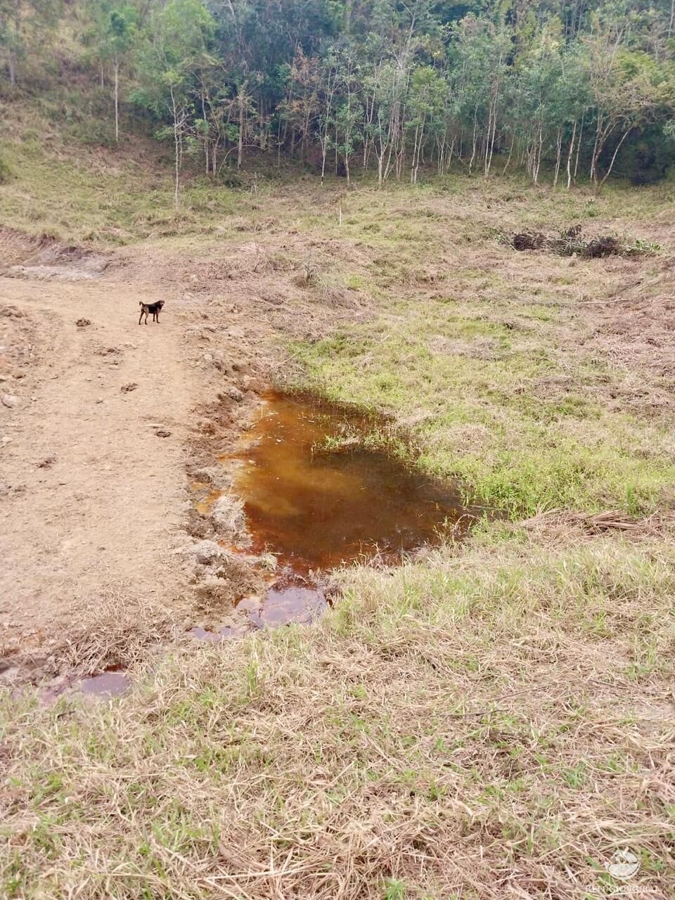 Terreno, 11 hectares - Foto 18