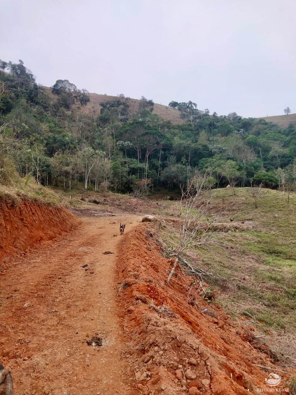 Terreno, 11 hectares - Foto 10