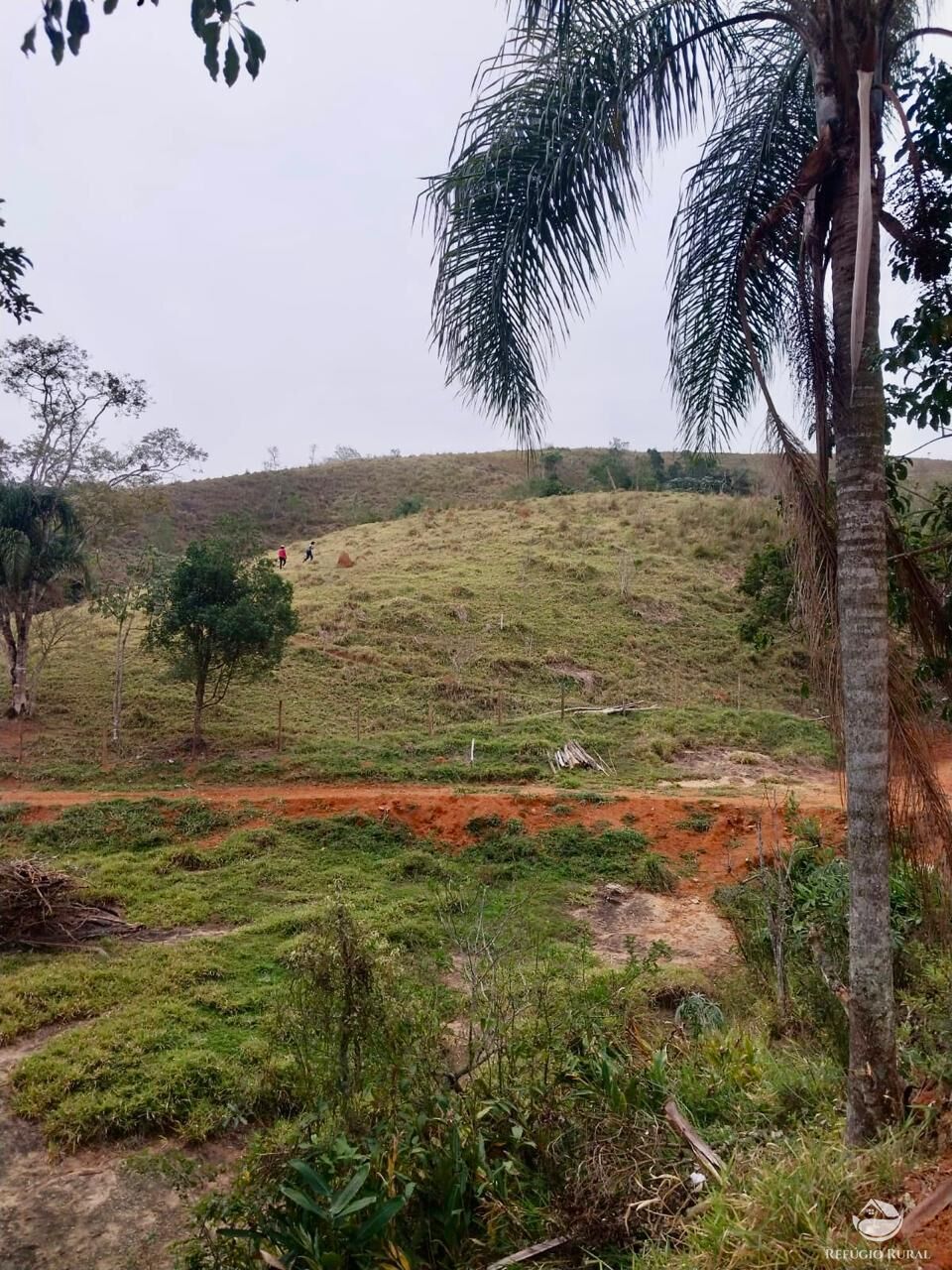 Terreno, 11 hectares - Foto 4