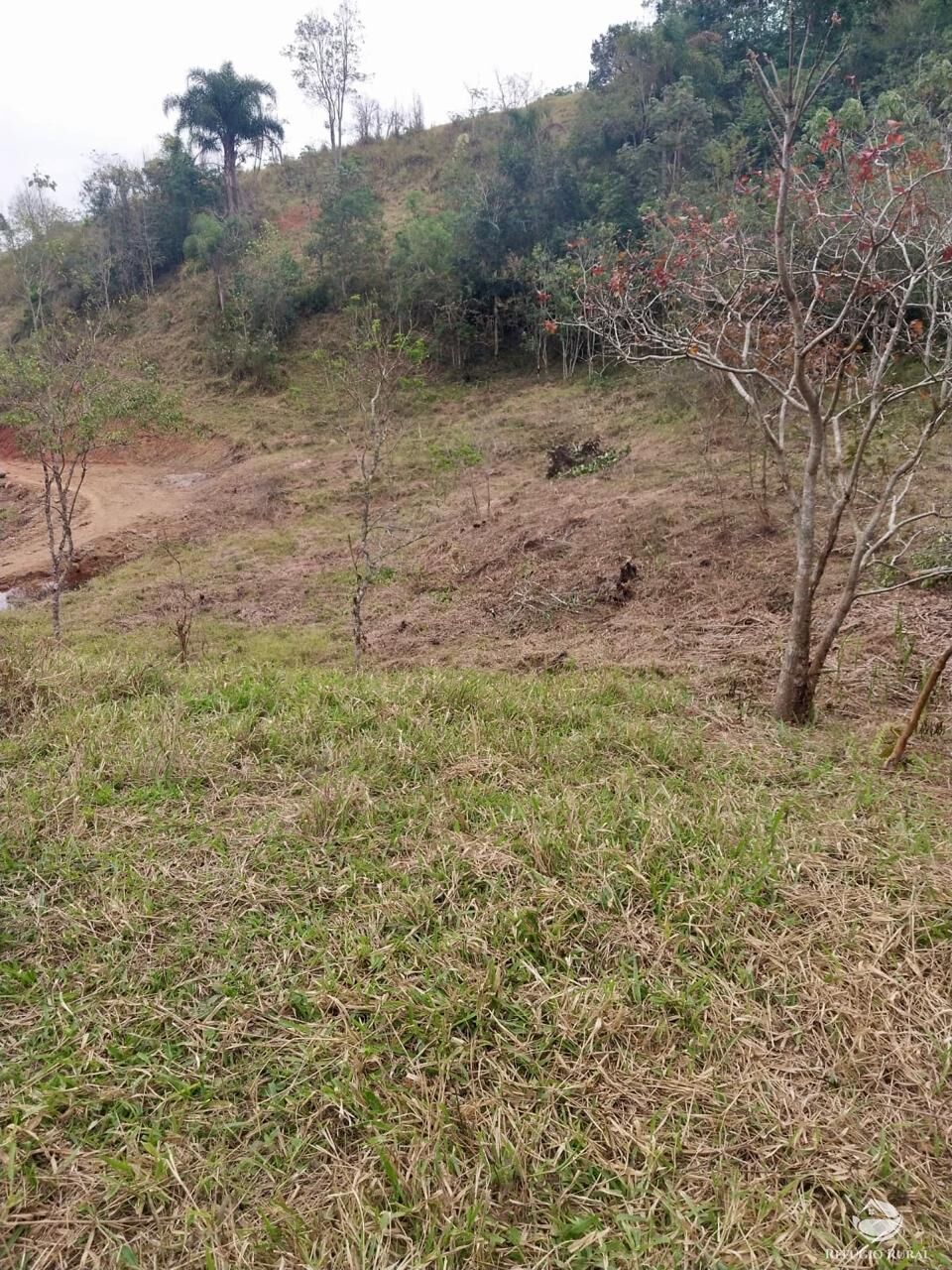 Terreno, 11 hectares - Foto 14