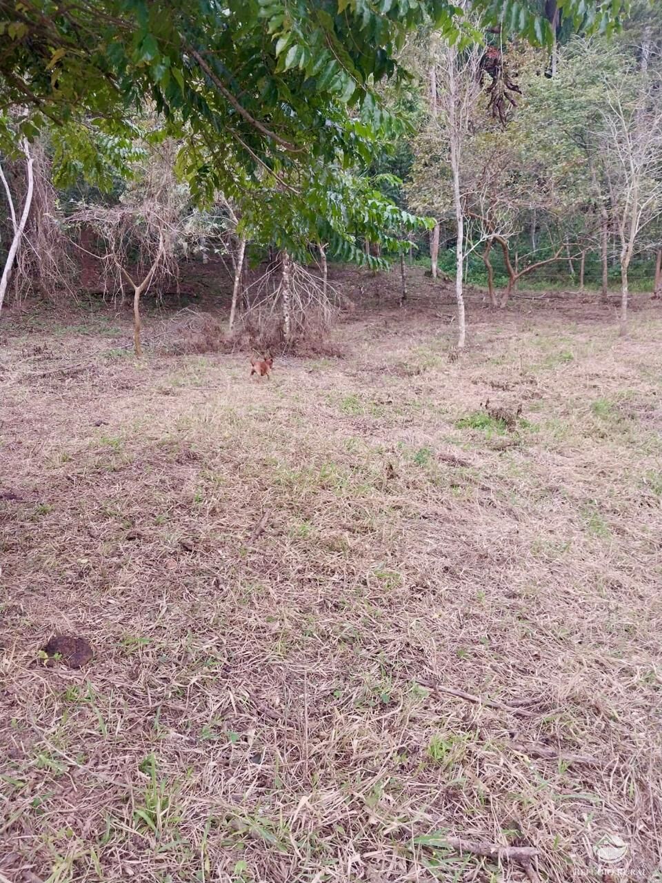 Terreno, 11 hectares - Foto 17