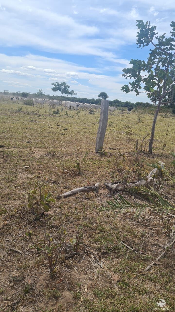 Fazenda à venda com 3 quartos, 31510000m² - Foto 9