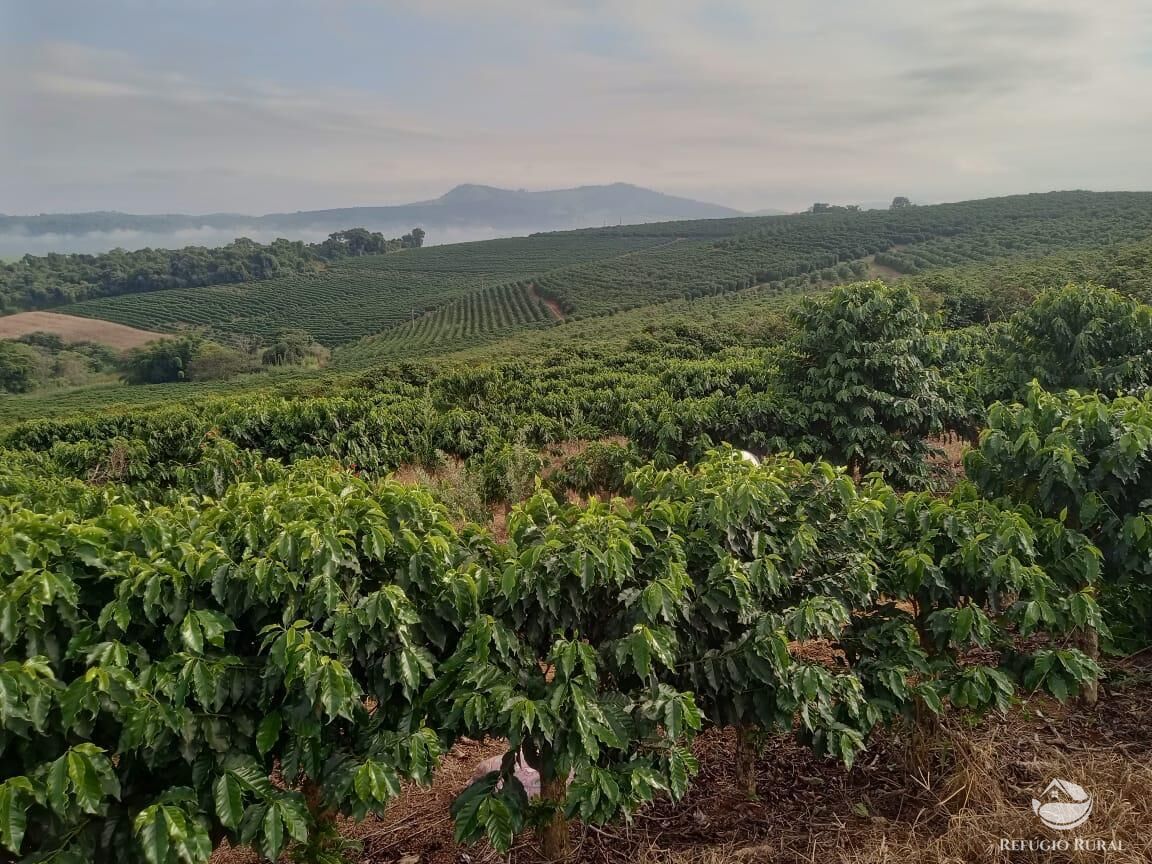 Fazenda, 99 hectares - Foto 5