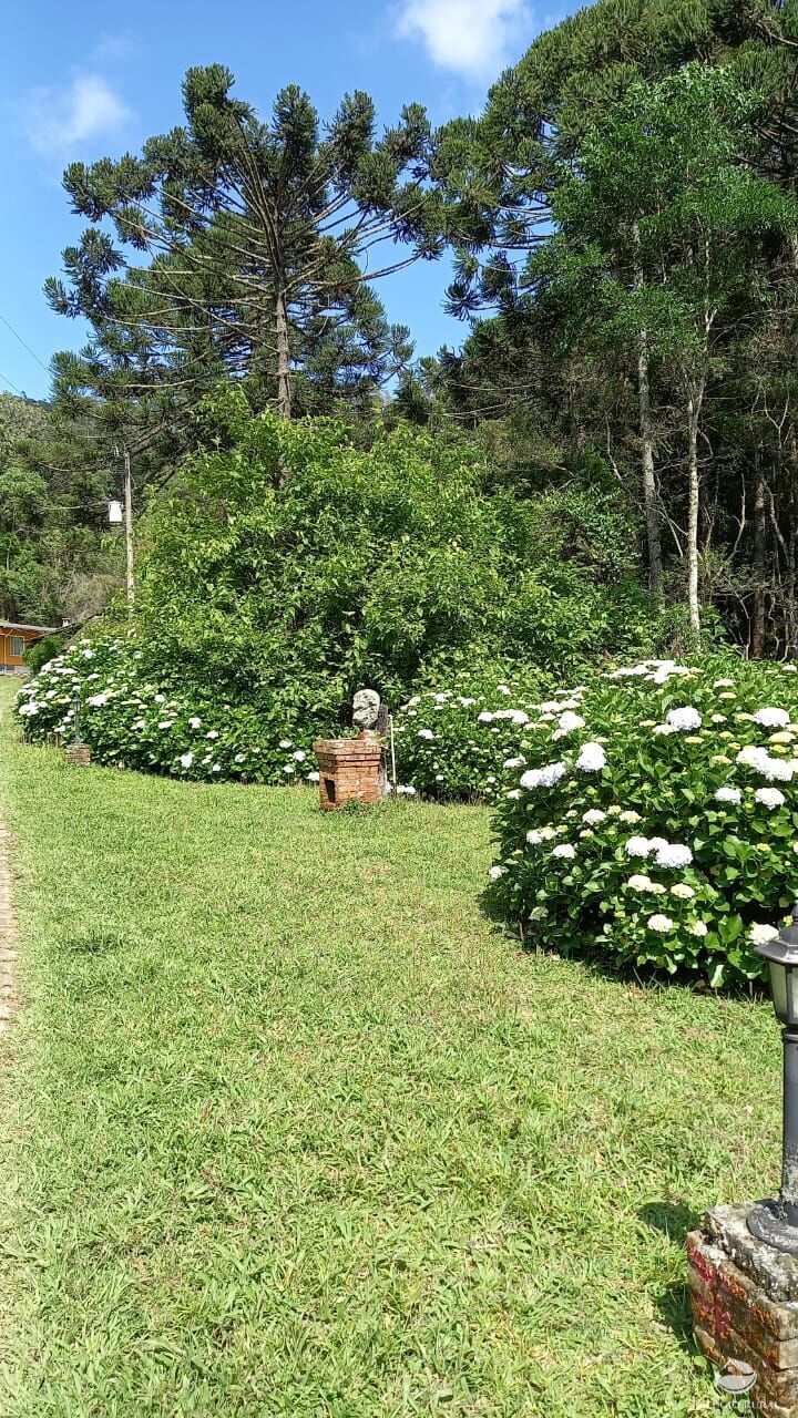 Fazenda à venda com 3 quartos, 36000m² - Foto 5