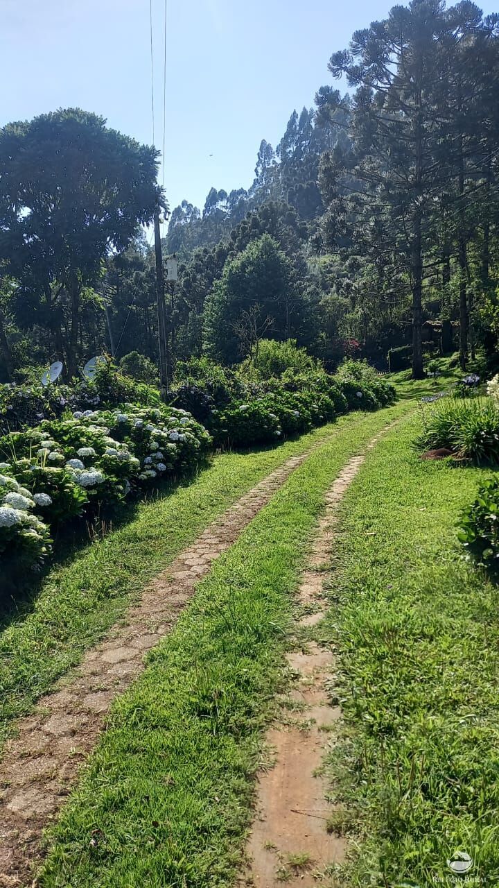 Fazenda à venda com 3 quartos, 36000m² - Foto 18