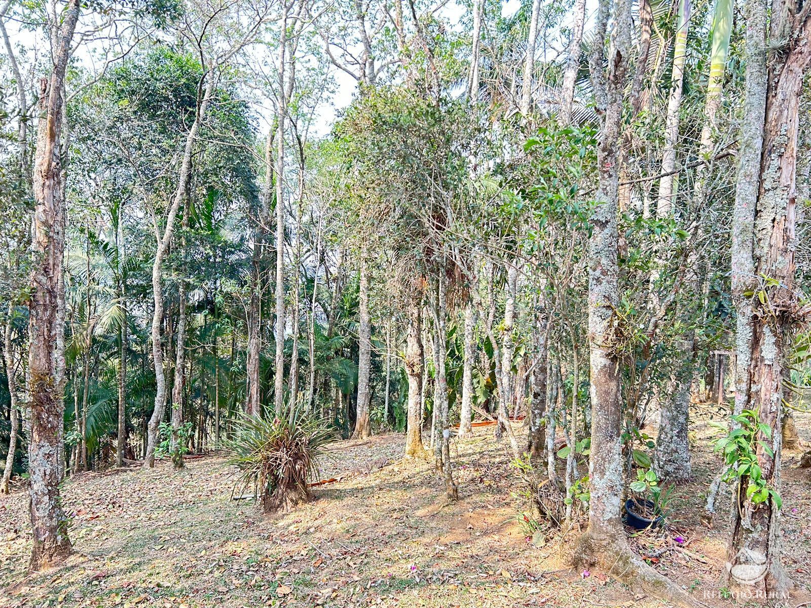 Fazenda à venda com 4 quartos, 360000m² - Foto 47