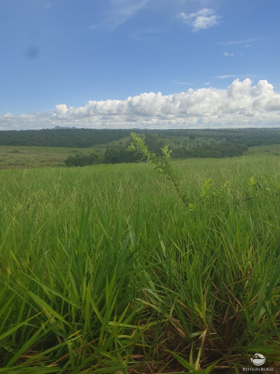 Fazenda à venda com 1 quarto, 12040000m² - Foto 21