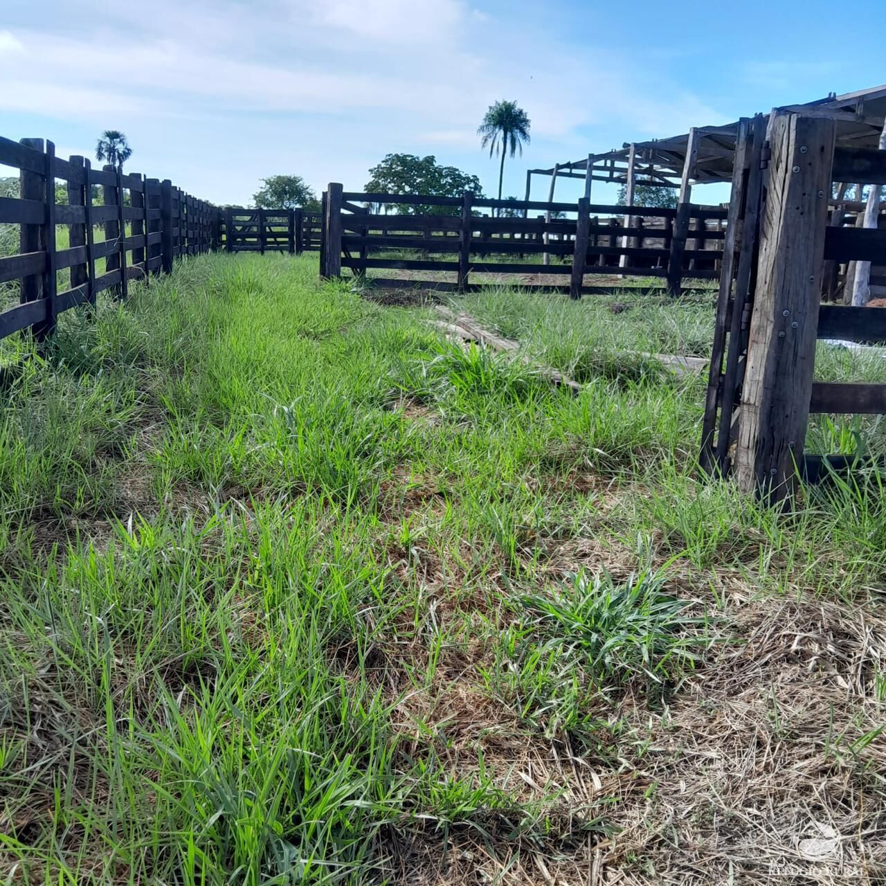 Fazenda à venda com 1 quarto, 12040000m² - Foto 5