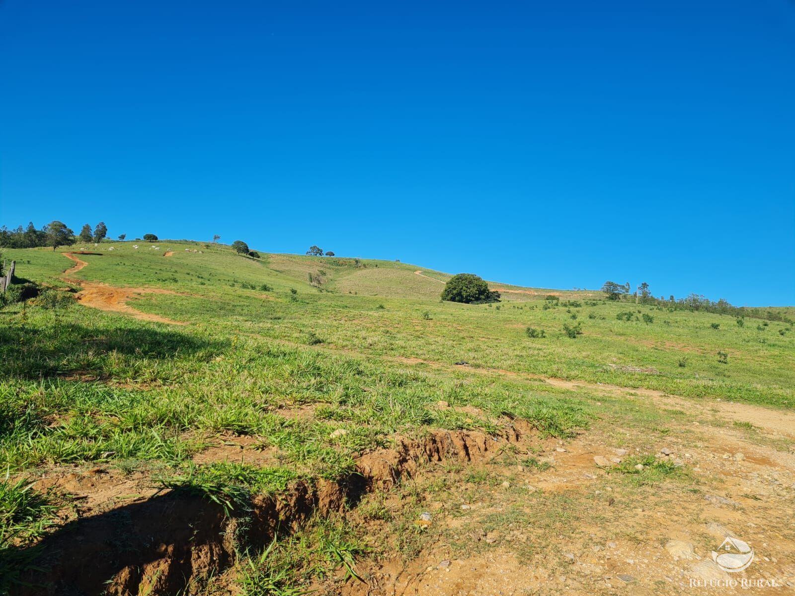 Fazenda, 822 hectares - Foto 8