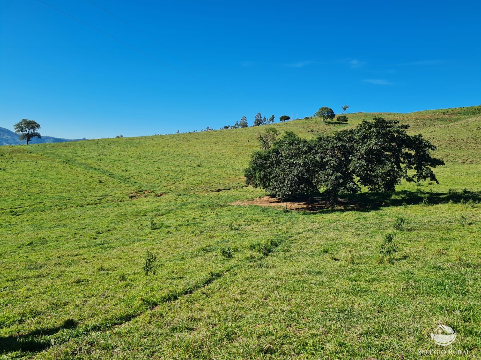 Fazenda, 822 hectares - Foto 4