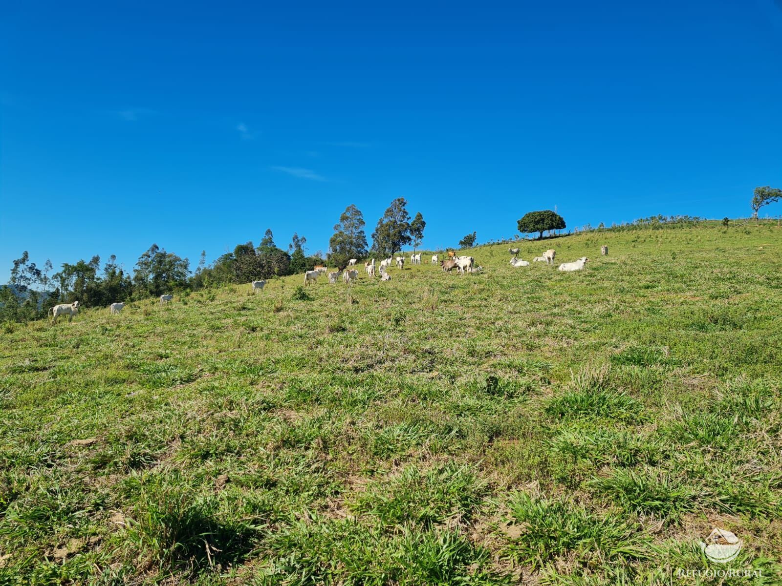 Fazenda, 822 hectares - Foto 11
