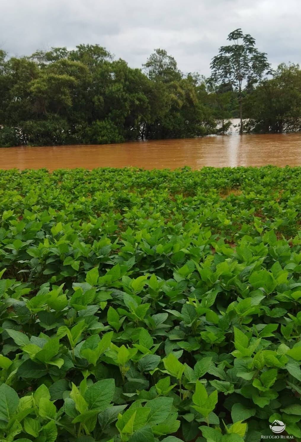 Fazenda, 755 hectares - Foto 9