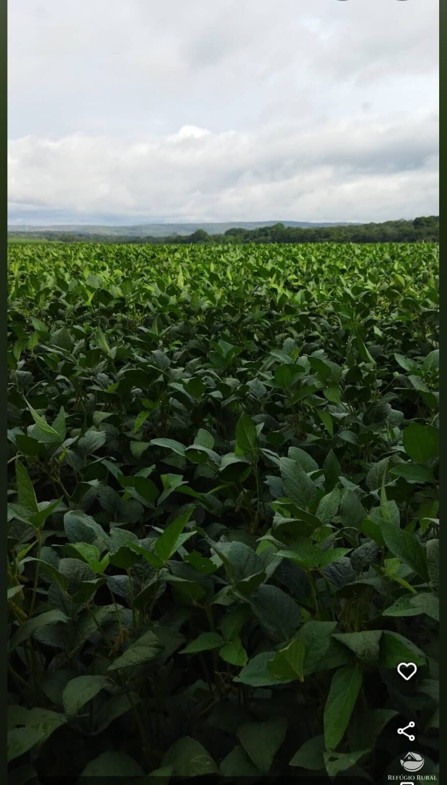 Fazenda, 755 hectares - Foto 11