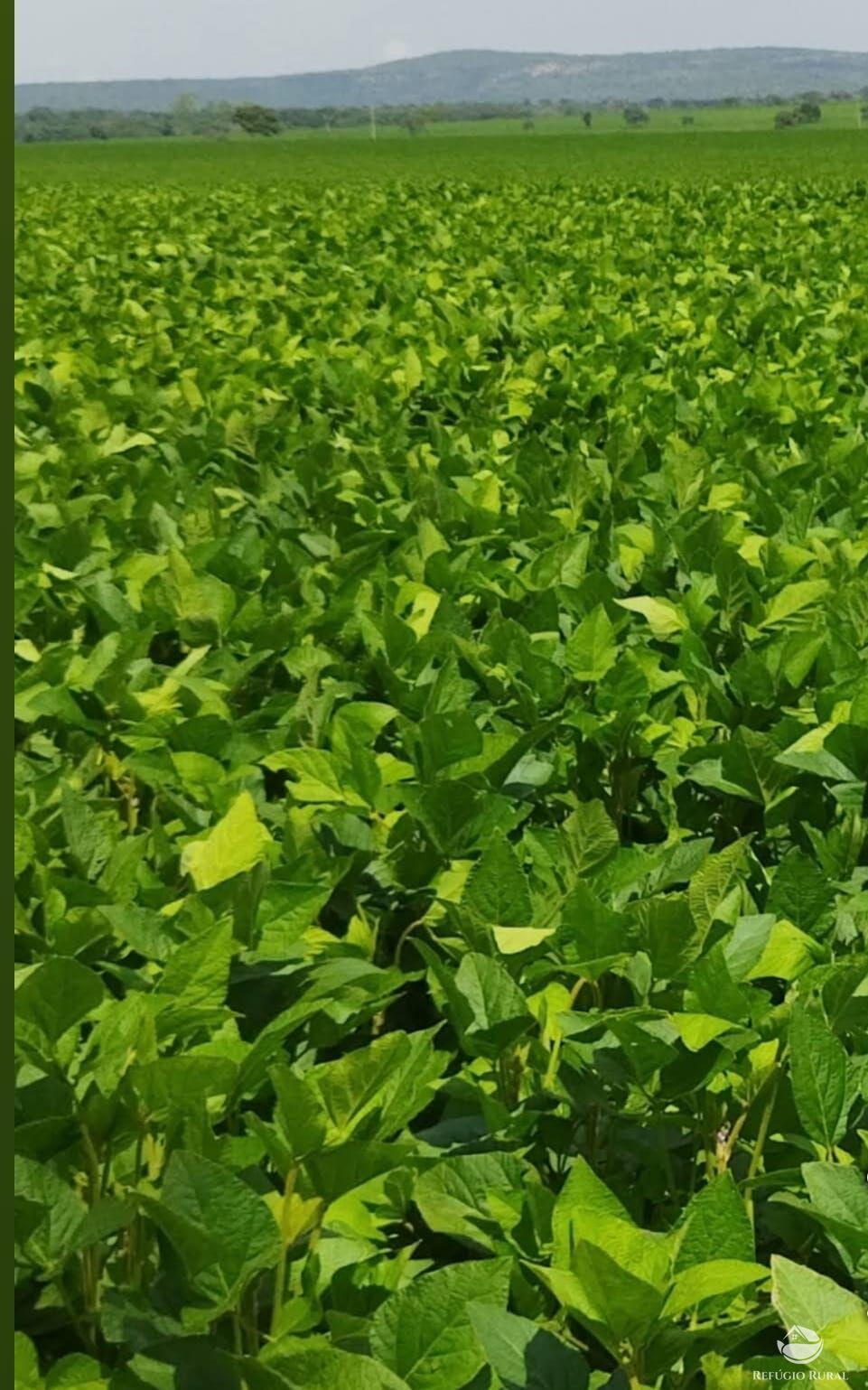Fazenda, 755 hectares - Foto 8