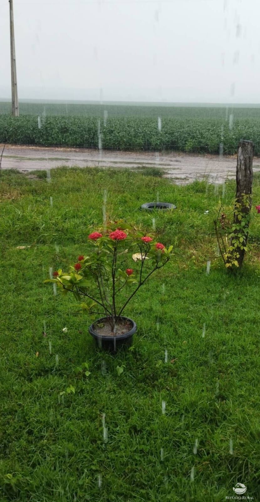 Fazenda, 755 hectares - Foto 14
