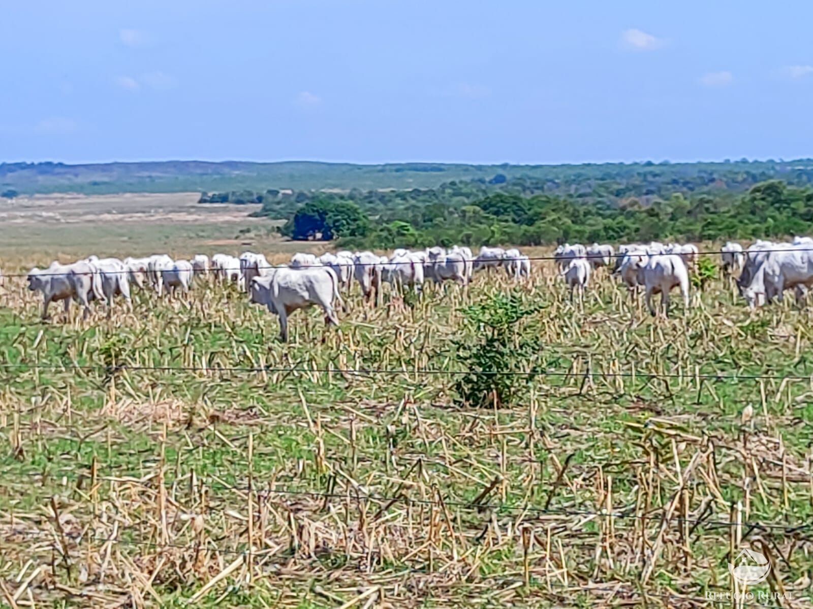 Fazenda à venda com 2 quartos, 73000000m² - Foto 8