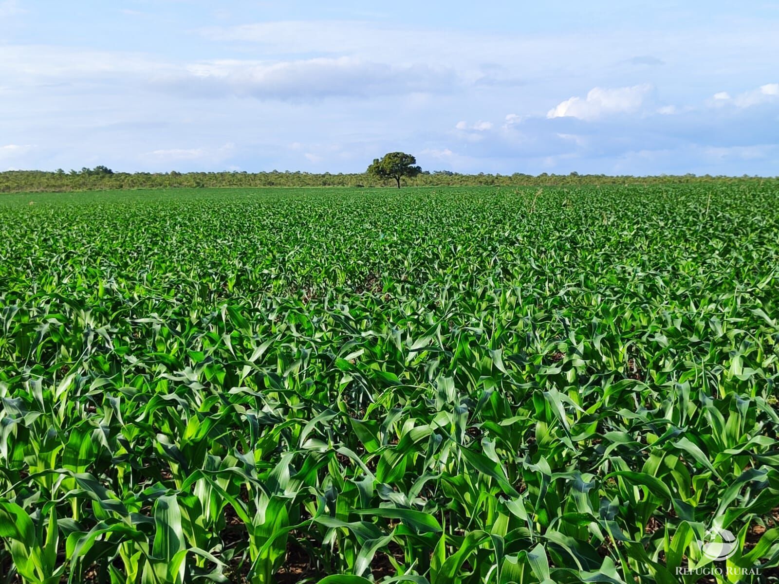 Fazenda à venda com 2 quartos, 73000000m² - Foto 19