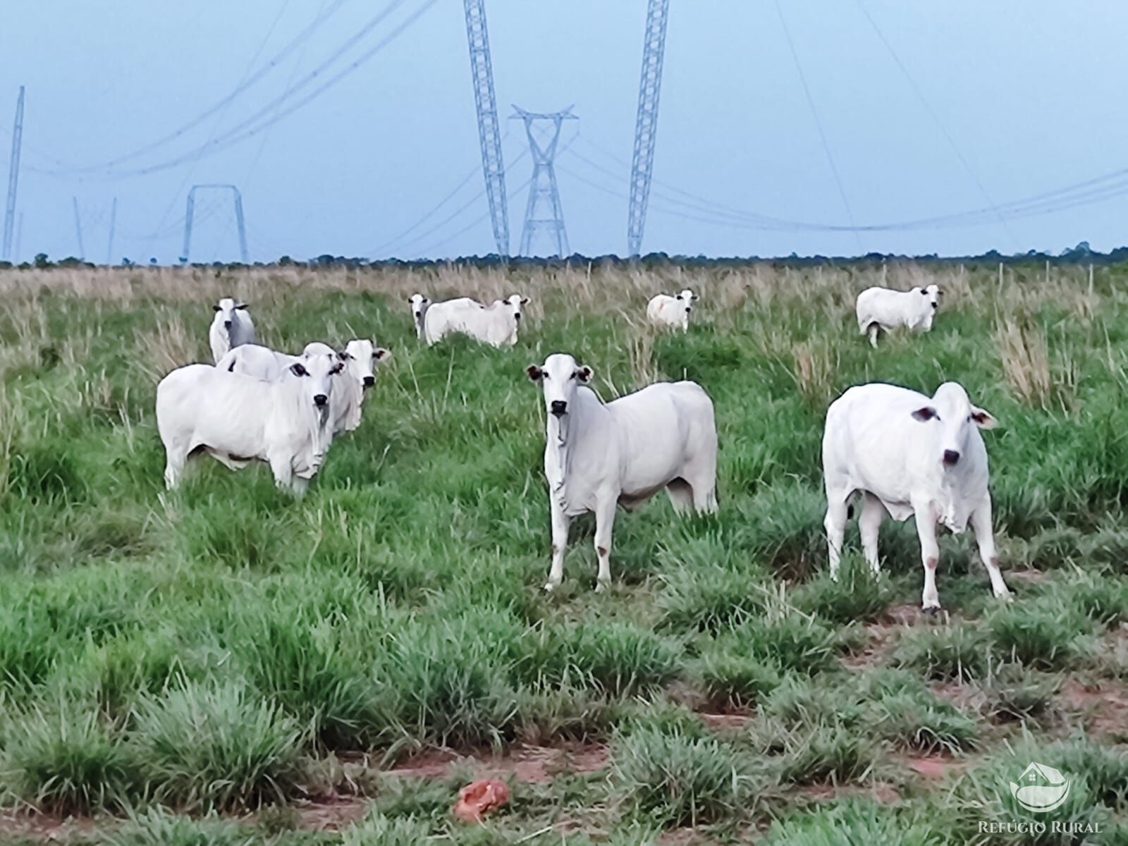 Fazenda à venda com 2 quartos, 73000000m² - Foto 15