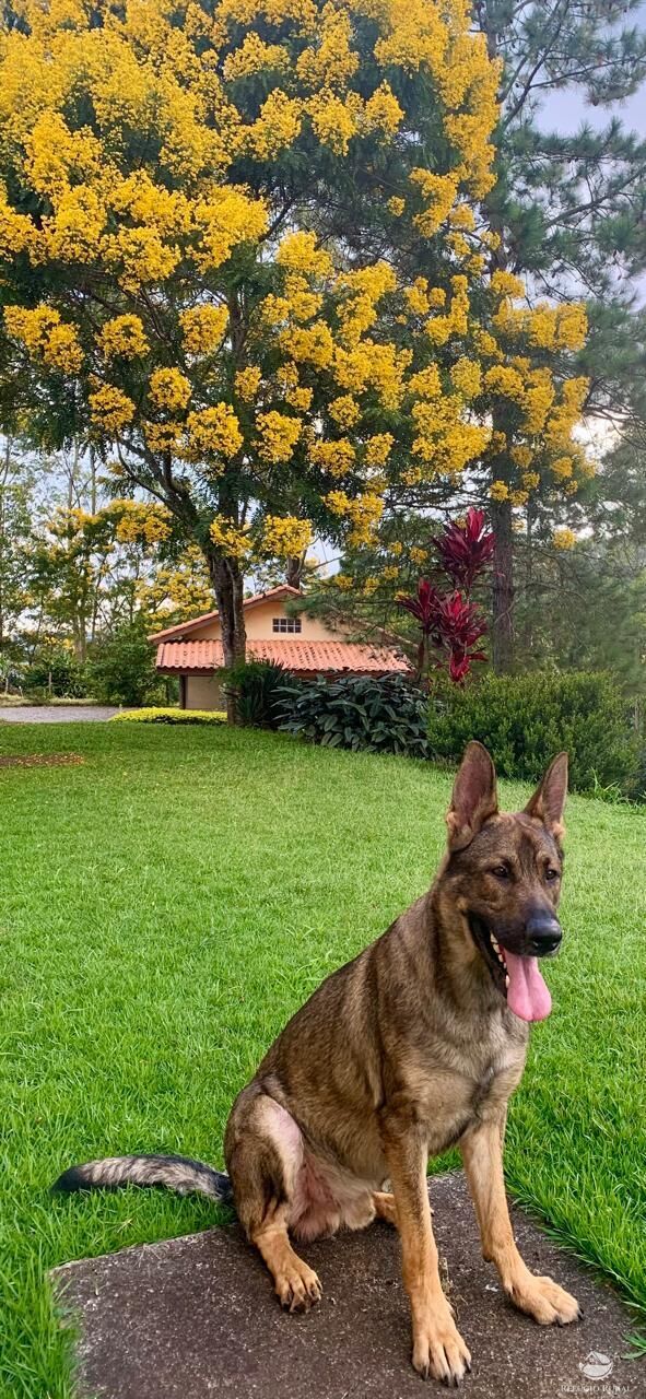 Chácara, 6 quartos, 5 hectares - Foto 7