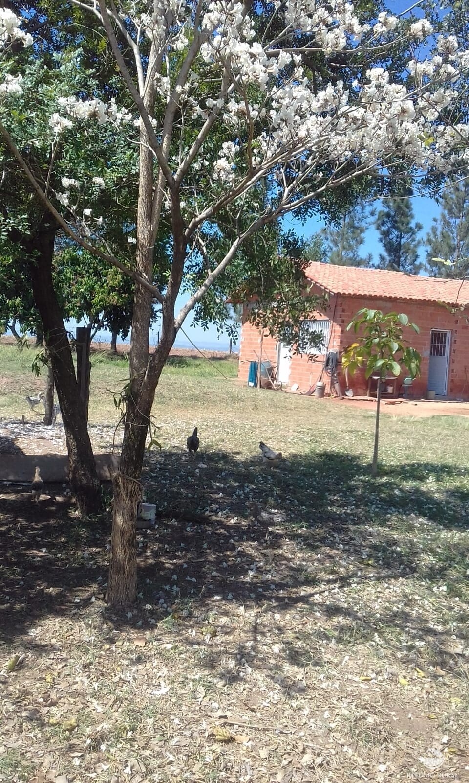 Fazenda à venda com 2 quartos, 34000m² - Foto 31