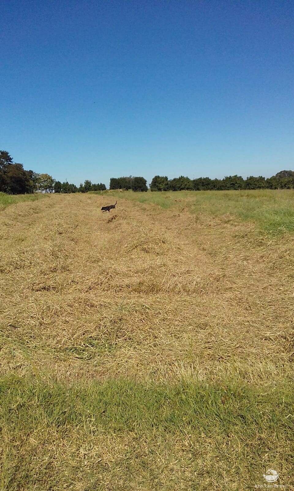 Fazenda à venda com 2 quartos, 34000m² - Foto 37