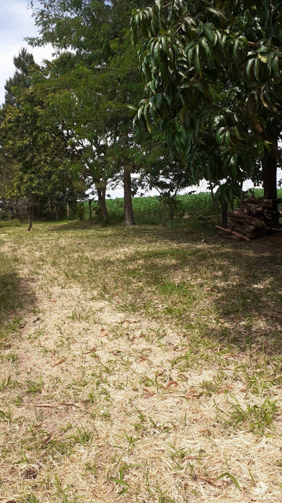 Fazenda à venda com 2 quartos, 34000m² - Foto 17