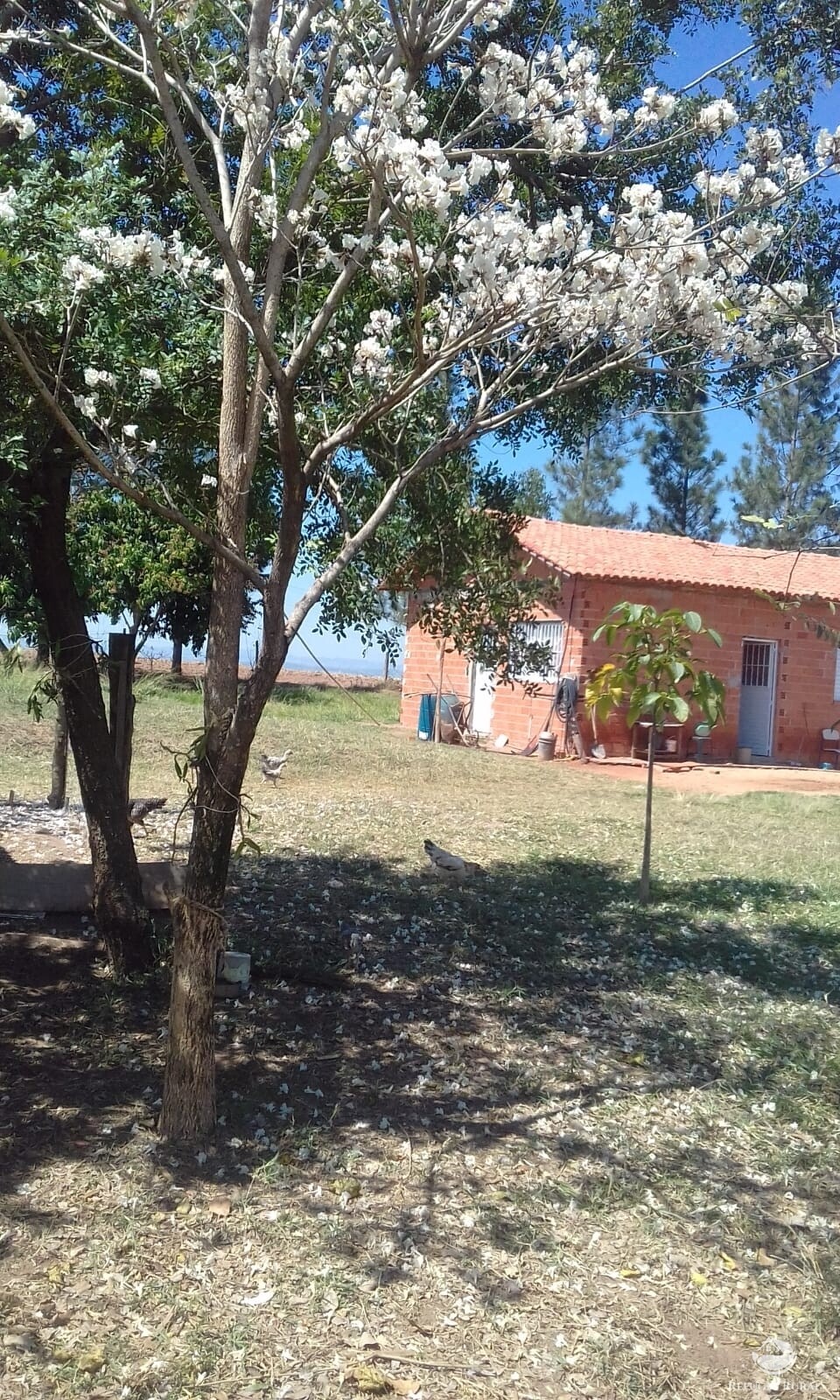 Fazenda à venda com 2 quartos, 34000m² - Foto 2